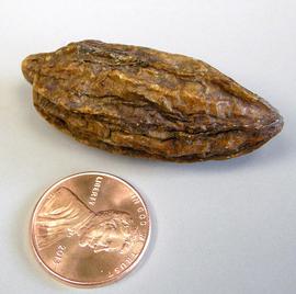   Fruit:   Terminalia chebula , dried drupe; Photo by K.E. Clancy, USDA APHIS PPQ, imageID.idtools.org
